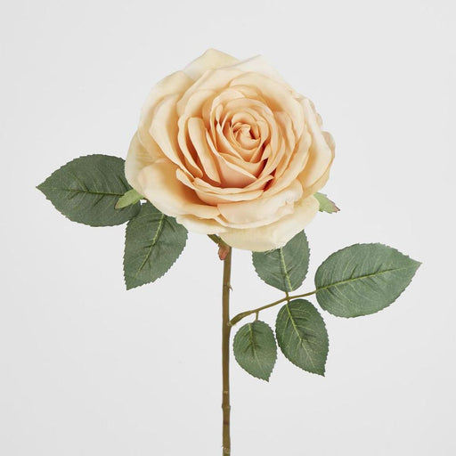 Butter Cream Rose 63cm - Pack of 12