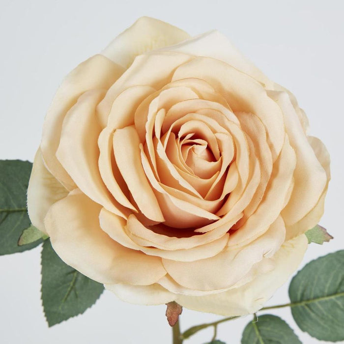 Butter Cream Rose 63cm - Pack of 12