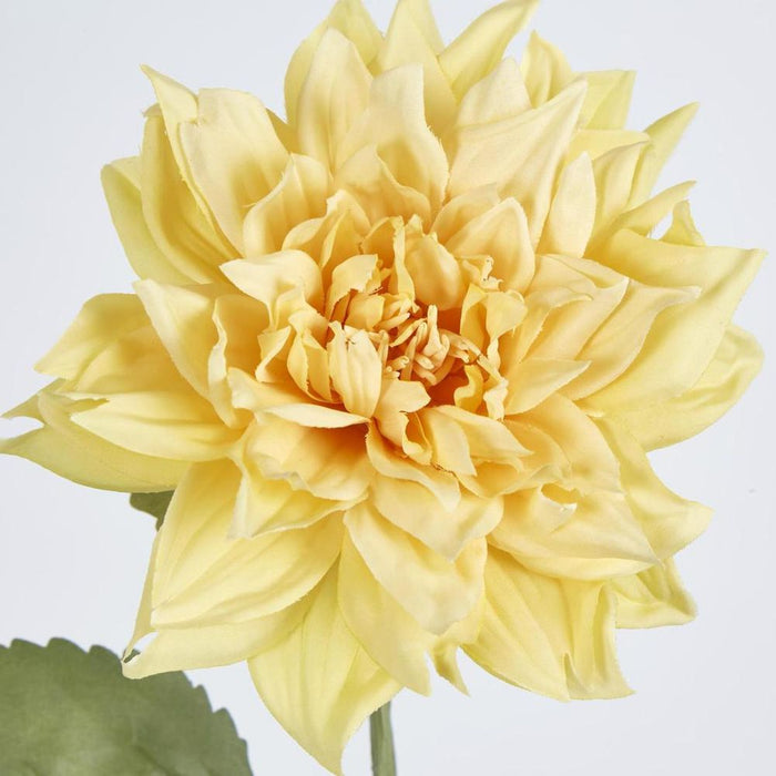 Dahlia 62cm Yellow - Pack of 12