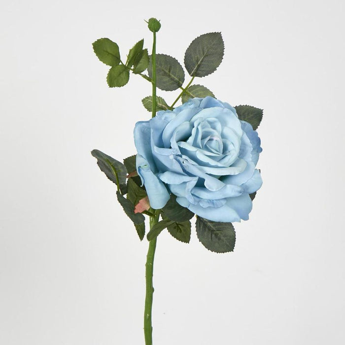 Queen Rose 35cm Blue - Pack of 12
