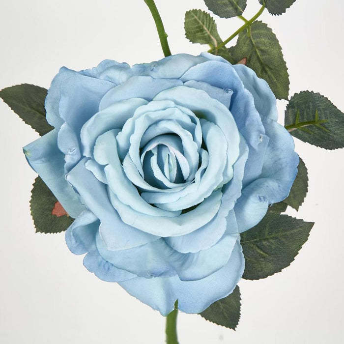 Queen Rose 35cm Blue - Pack of 12