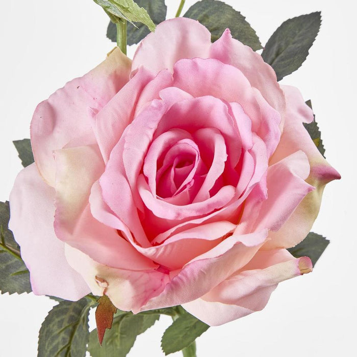 Queen Rose 35cm Pink - Pack of 12