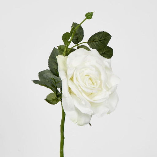 Queen Rose 35cm White - Pack of 12