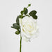 Queen Rose 35cm White - Pack of 12