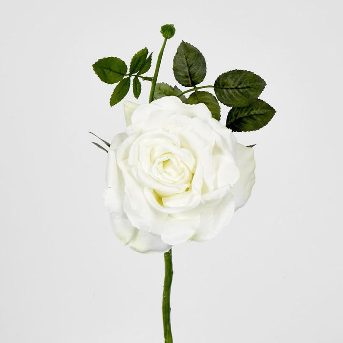 Queen Rose 35cm White - Pack of 12