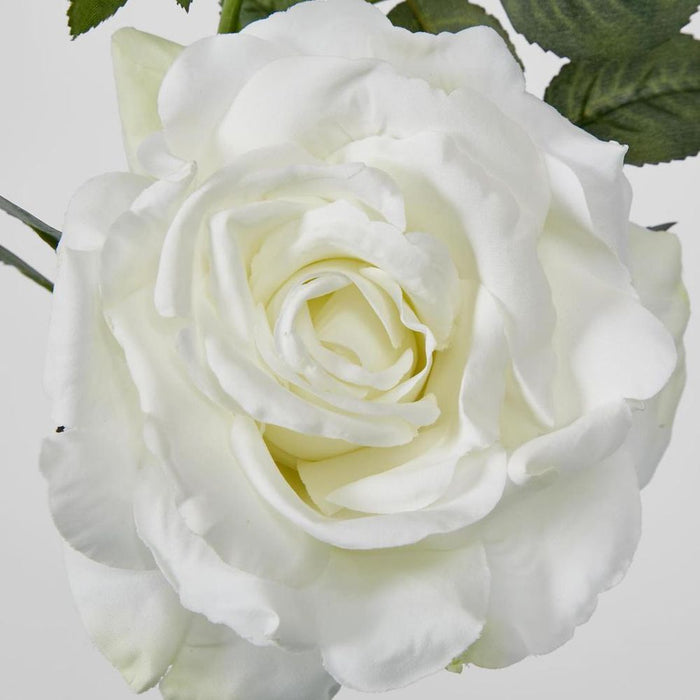 Queen Rose 35cm White - Pack of 12