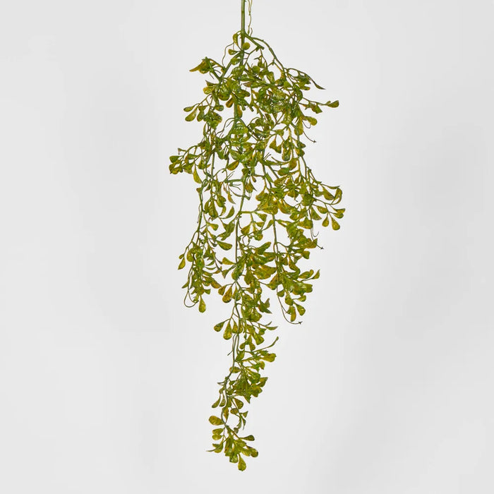 Chinese Perfume Plant Hanging Bush Green 85cm – Pack of 24