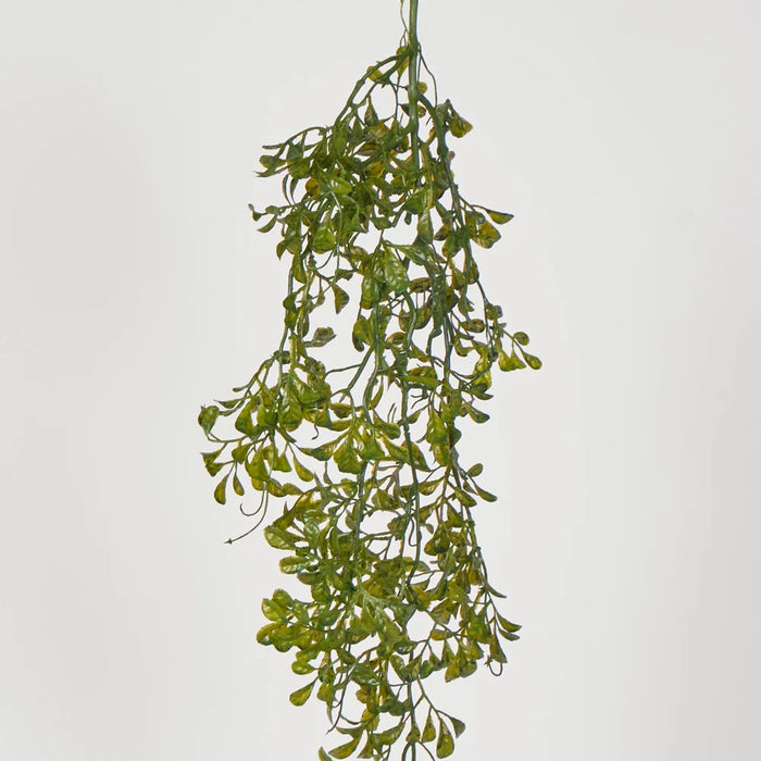 Chinese Perfume Plant Hanging Bush Green 85cm – Pack of 24