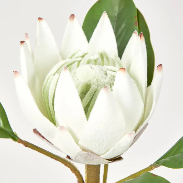 White Protea Stem 52cm – Pack of 24