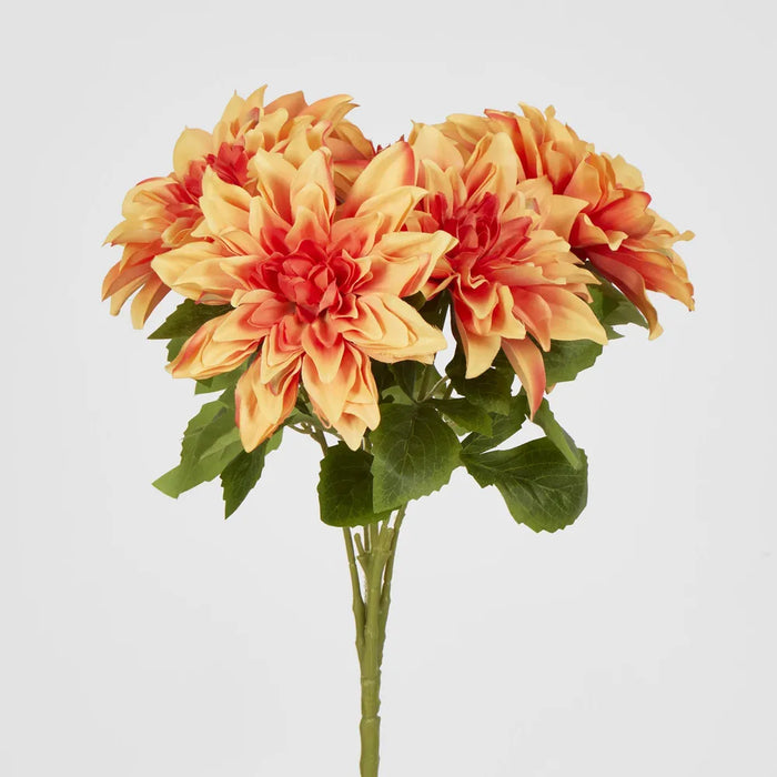 Orange Dahlia Bush – Pack of 12