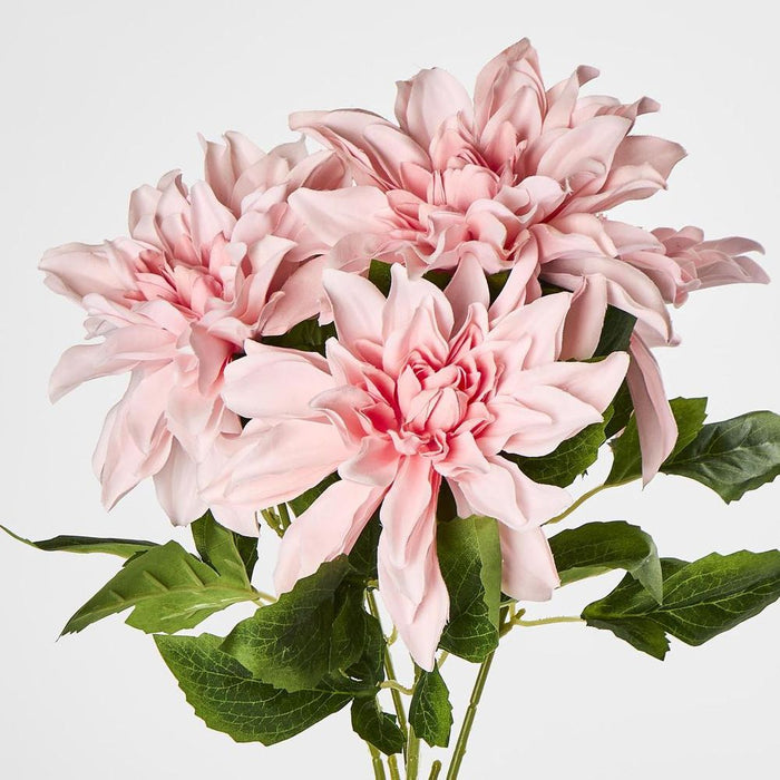 Dahlia Bush x 5 Dark Pink 45cm - Pack of 12