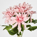 Dahlia Bush x 5 Dark Pink 45cm - Pack of 12