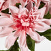 Dahlia Bush x 5 Dark Pink 45cm - Pack of 12