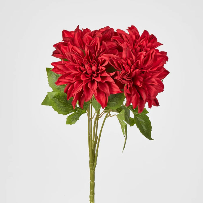 Red Dahlia Bush – Pack of 12