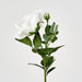 Colin Rose 64cm White - Pack of 12