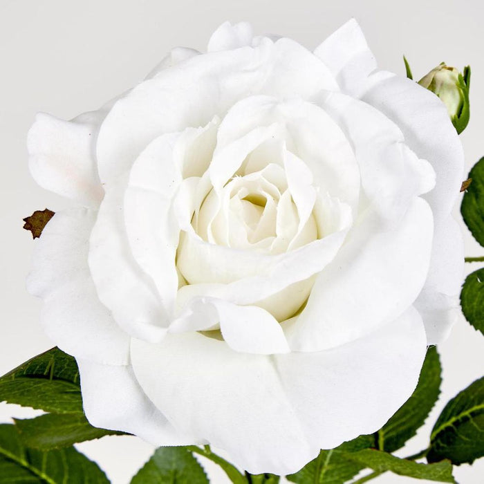 Colin Rose 64cm White - Pack of 12