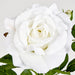 Colin Rose 64cm White - Pack of 12