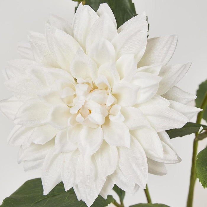 Dahlia Spray 70cm White - Pack of 12