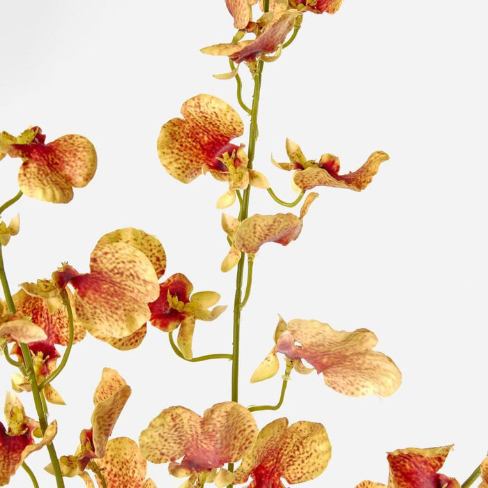 Lilly Dancing Orchid 98cm Orange - Pack of 12