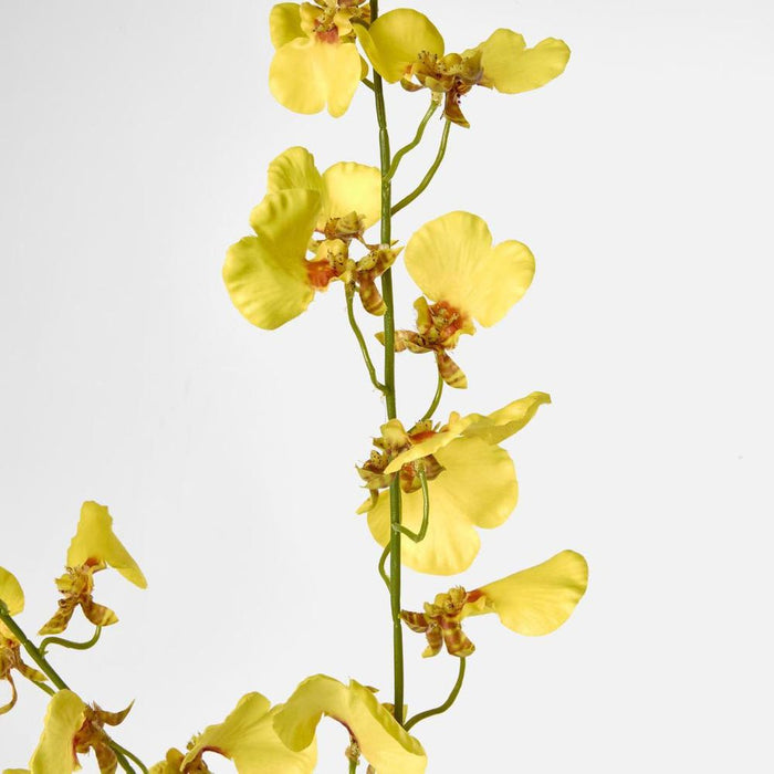 Lilly Dancing Orchid 98cm Yellow - Pack of 12