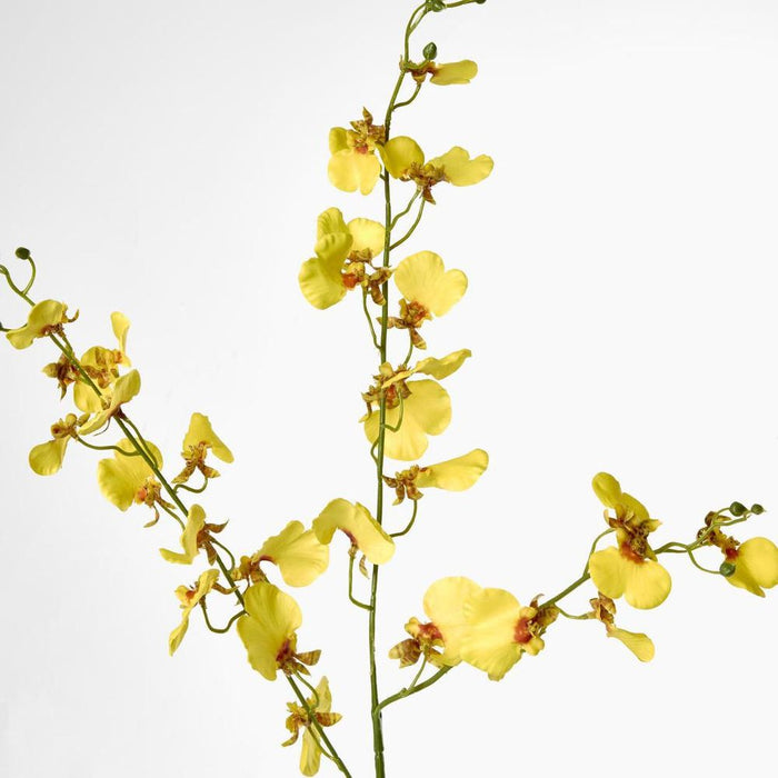 Lilly Dancing Orchid 98cm Yellow - Pack of 12