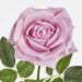 Walter Real Touch Rose Stem Lavender
61cm Purple - Pack of 24