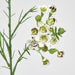 Wax Flower Cream 64cm - Pack of 12