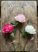 Peony Stem 66cm Pink Light Pink - Pack of 12
