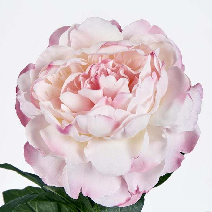 Peony Stem 66cm Pink Light Pink - Pack of 12
