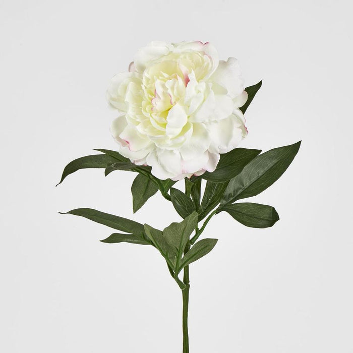 Peony Stem 66cm White - Pack of 12