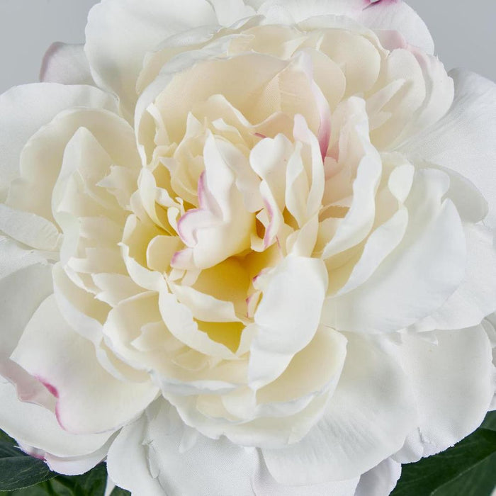 Peony Stem 66cm White - Pack of 12