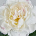 Peony Stem 66cm White - Pack of 12