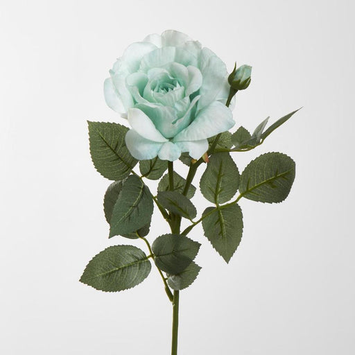 Colin Rose 64cm Green - Pack of 12