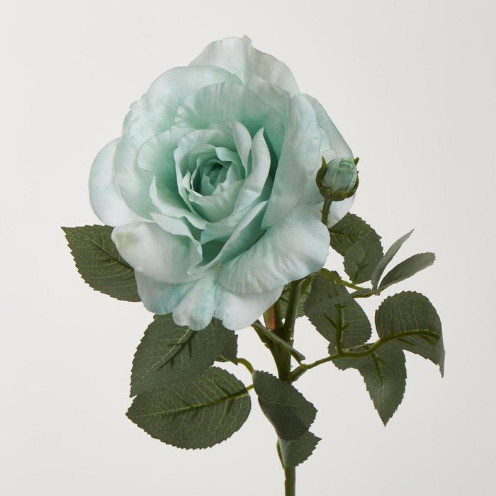 Colin Rose 64cm Green - Pack of 12