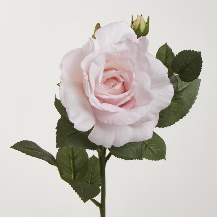 Colin Rose 64cm Pink Light Pink - Pack of 12