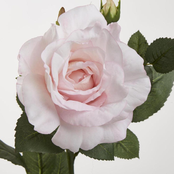 Colin Rose 64cm Pink Light Pink - Pack of 12