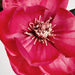 Magnolia Spray 84cm Pink - Pack of 12