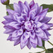 Dahlia Spray 70cm Purple - Pack of 12
