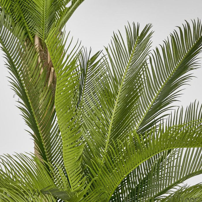 Cycus Palm Tree 150cm Green