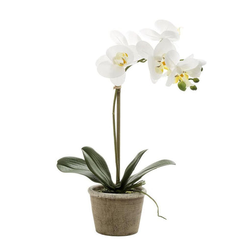 Orchid in Grey Stone Pot Medium 40cm White - Pack of 6