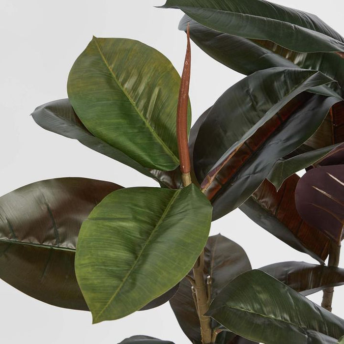 Rubber Tree Real Touch 145cm