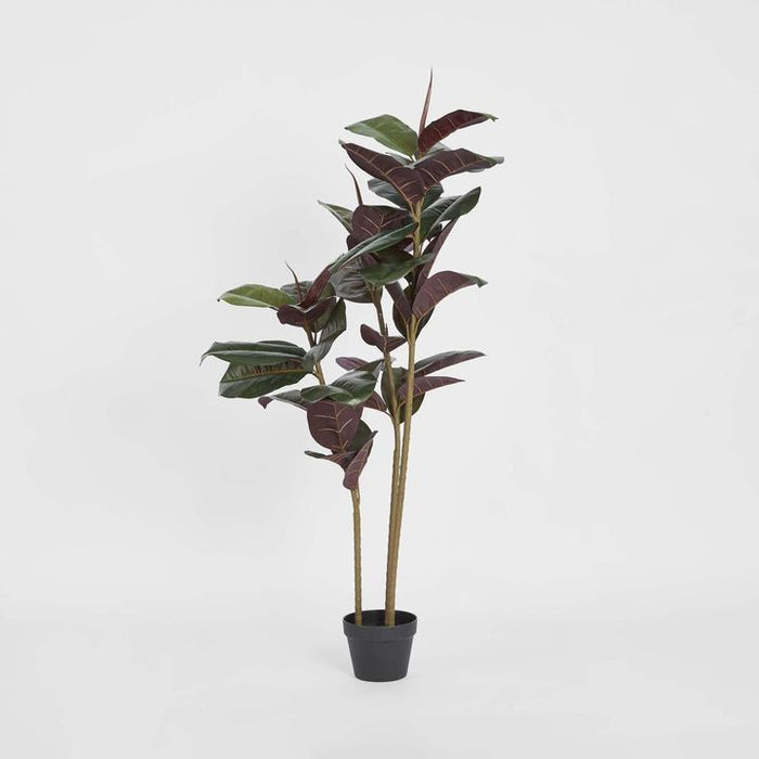 Rubber Tree Real Touch 145cm