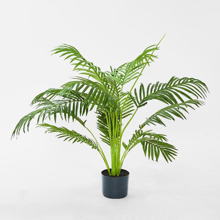 Palm Paradise Tree in a Pot 100cm