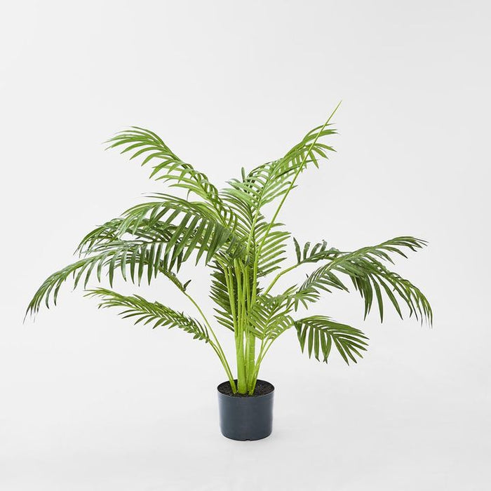 Palm Paradise Tree in a Pot 100cm