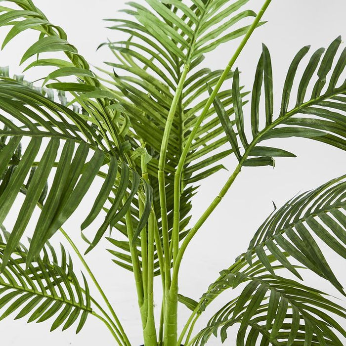 Palm Paradise Tree in a Pot 100cm