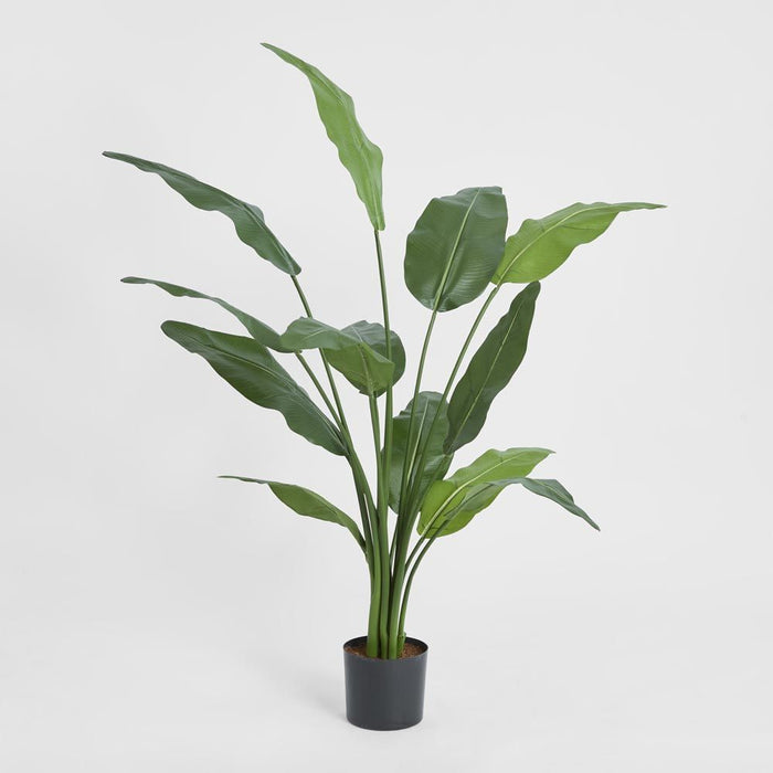 Travellers Palm Green 120cm