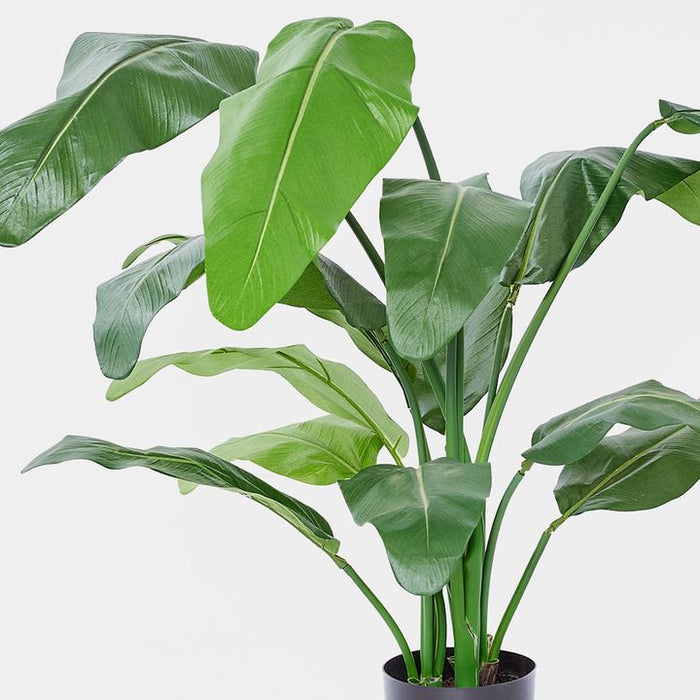 Travellers Palm Green 120cm