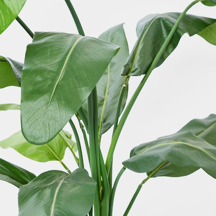 Travellers Palm Green 120cm