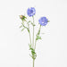 Scabiosa Stem Blue 71cm - Pack of 12