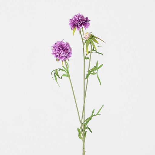 Scabiosa Stem Purple 71cm - Pack of 12